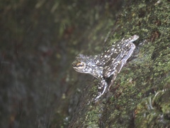 Staurois latopalmatus