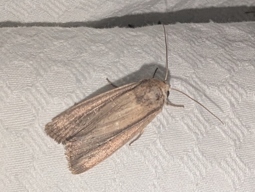 Phragmites Wainscot photo 4