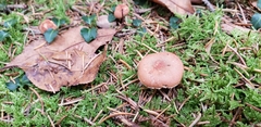 Cystoderma carcharias fallax