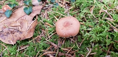 Cystoderma carcharias fallax