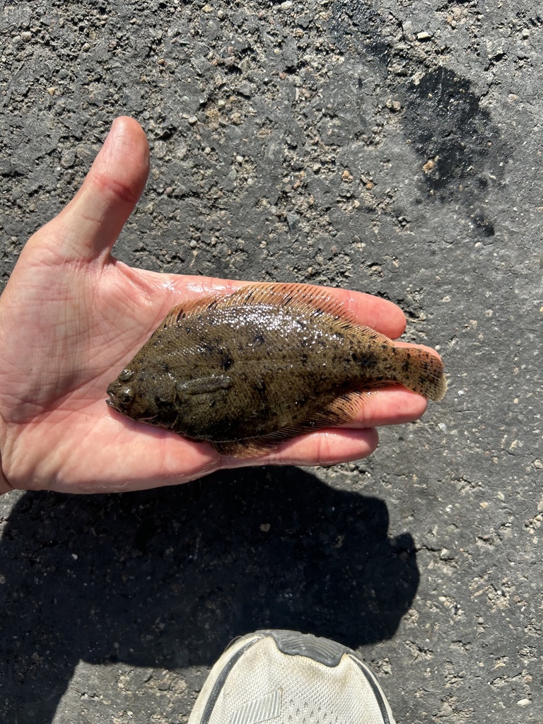 Speckled Sanddab