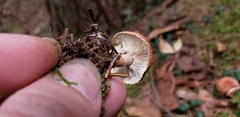 Cystoderma carcharias fallax