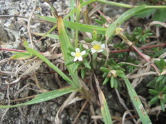Portulaca brevifolia