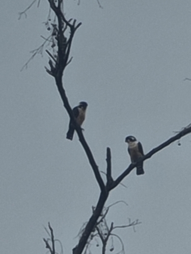 Black-thighed Falconet