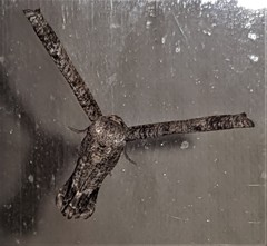 Phazaca interrupta