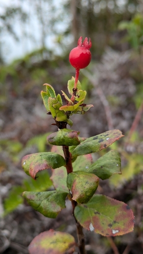 Vaccinium calycinum observed 2025-08-12