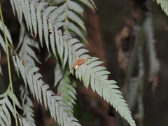 Eoophyla gibbosalis