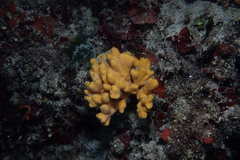 Axinella verrucosa