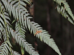 Eoophyla gibbosalis