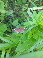 Phyciodes pallescens