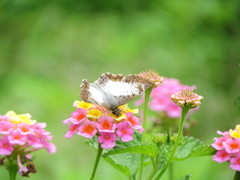 Antigonus emorsa