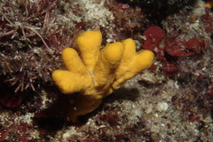 Axinella verrucosa
