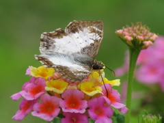 Antigonus emorsa