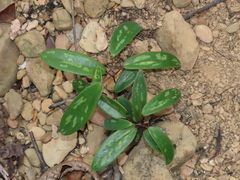 Smilax glabra