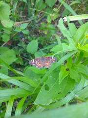 Phyciodes pallescens