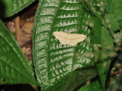 Timandra convectaria