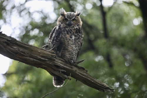 View observation of {o.common_name} on iNaturalist