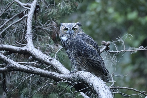 View observation of {o.common_name} on iNaturalist