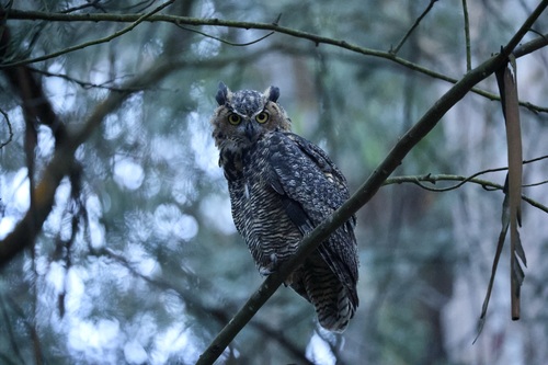 View observation of {o.common_name} on iNaturalist
