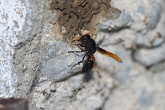 Rhynchium