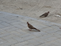 Streptopelia senegalensis