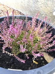 Calluna