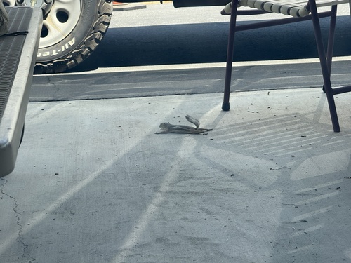iNaturalist observation photo of White-tailed Antelope Squirrel