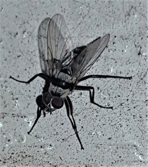Anthomyia silvestris