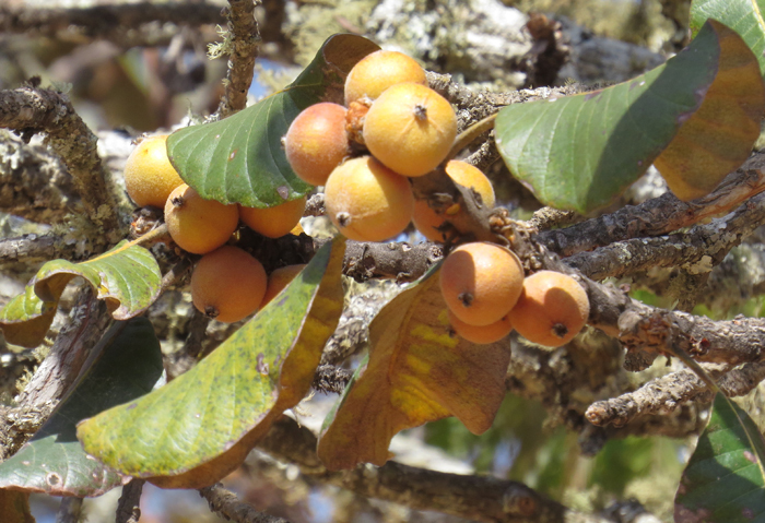 Uapaca robynsii