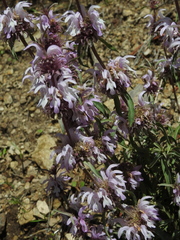 Monarda citriodora austromontana