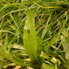 Plantago lanceolata