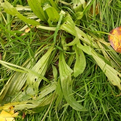 Plantago lanceolata