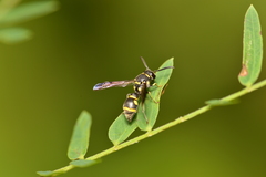 Apodynerus yayeyamensis