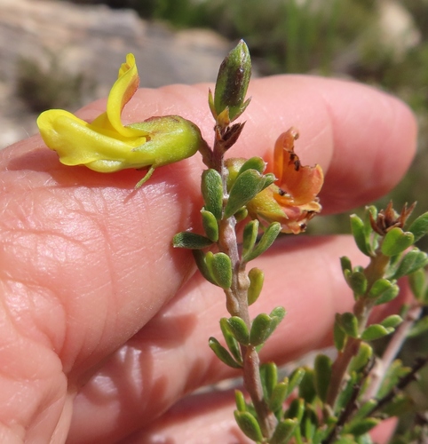 Image of Wiborgiella sessilifolia by (c) linkie, some rights reserved (CC BY)