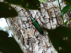 Plinthocoelium columbinum