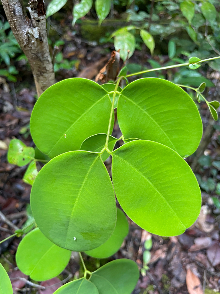 Sindora leiocarpa
