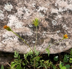 Bidens cynapiifolia