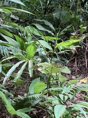 Calanthe triplicata
