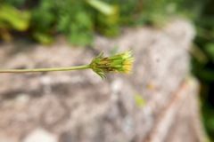 Bidens cynapiifolia