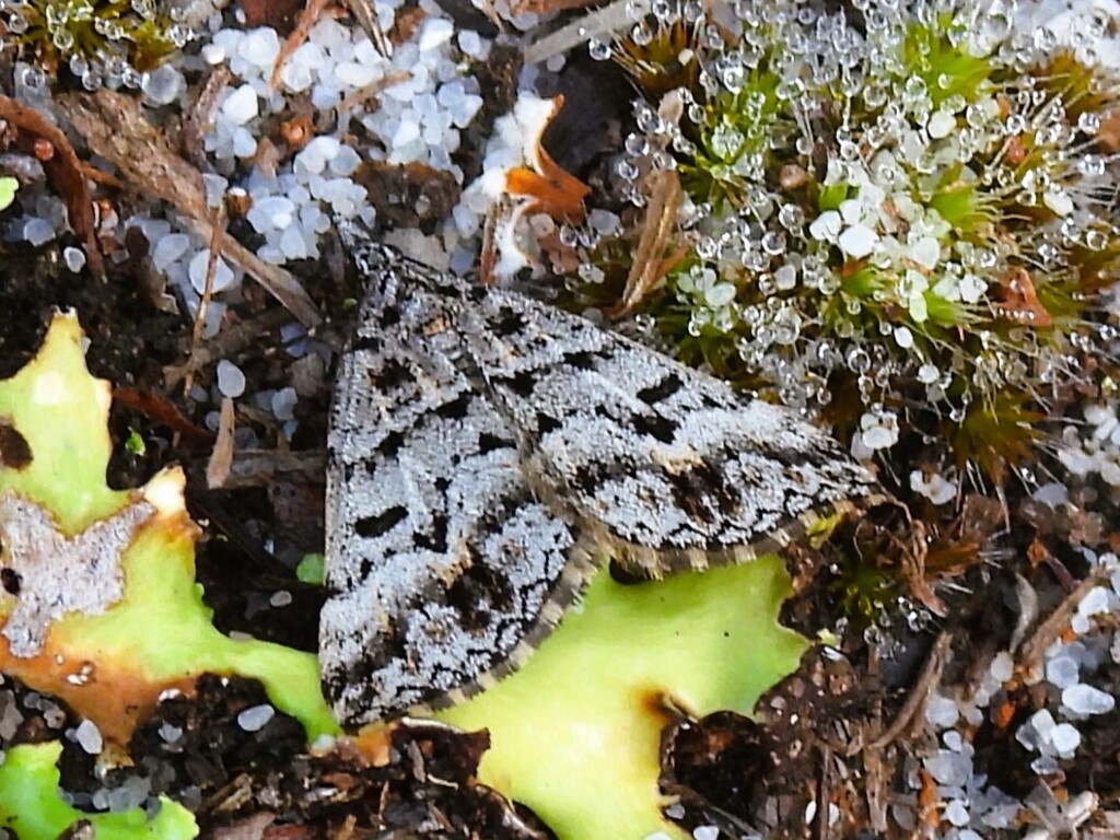 Dichromodes sigmata