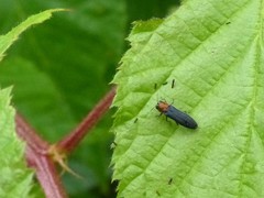 Agrilus ruficollis