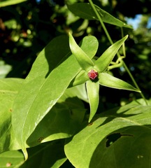 Gonolobus aloiensis