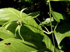 Gonolobus aloiensis
