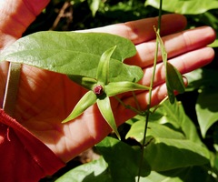 Gonolobus aloiensis