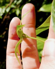 Gonolobus aloiensis