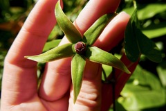Gonolobus aloiensis