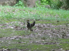 Spodiopsar cineraceus