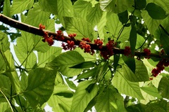 Urera caracasana