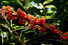 Urera caracasana