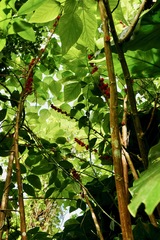 Urera caracasana
